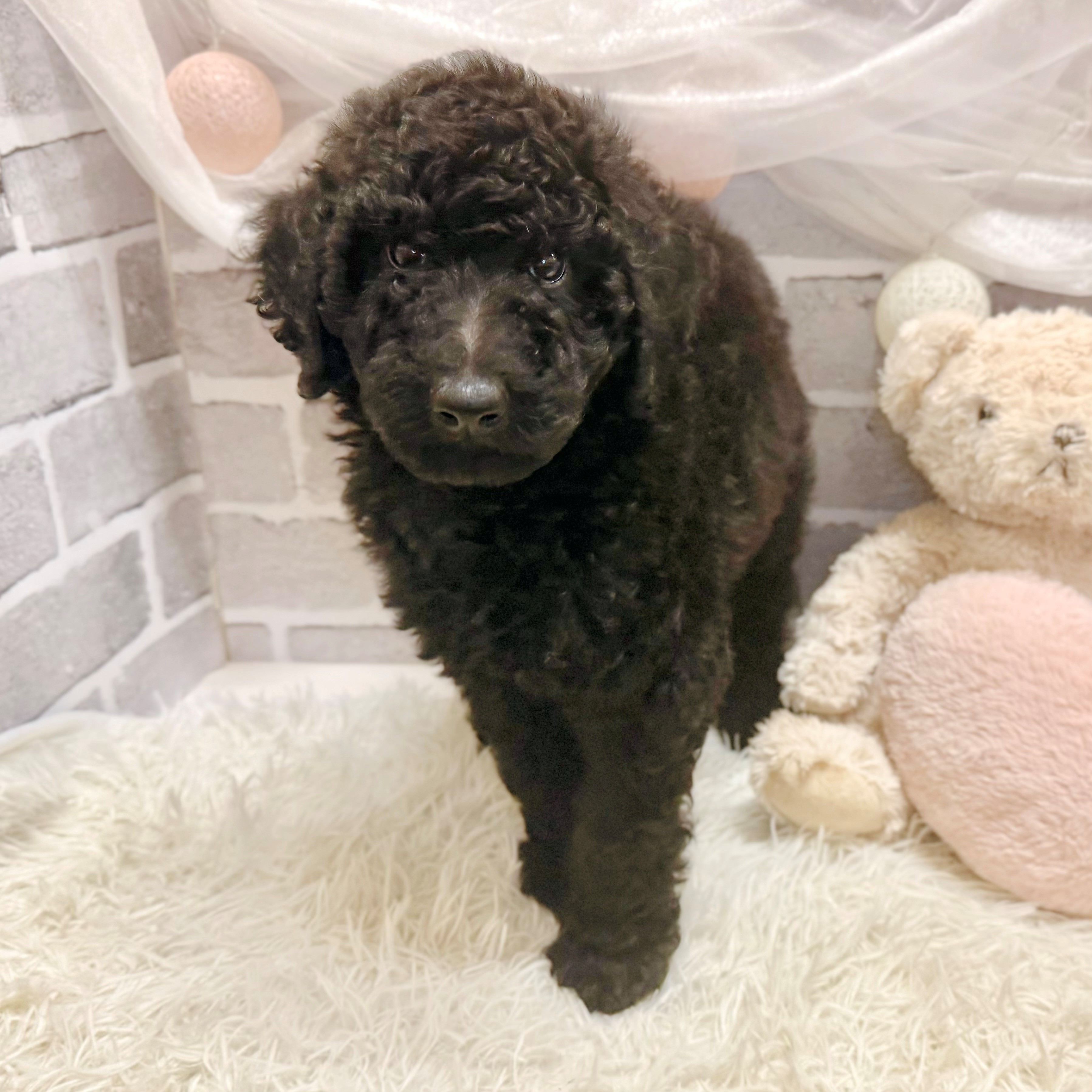 兵庫県のスタンダードプードル (犬の家＆猫の里神戸店/2026年8月28日生まれ/男の子/ブラック)の子犬の4枚目の画像