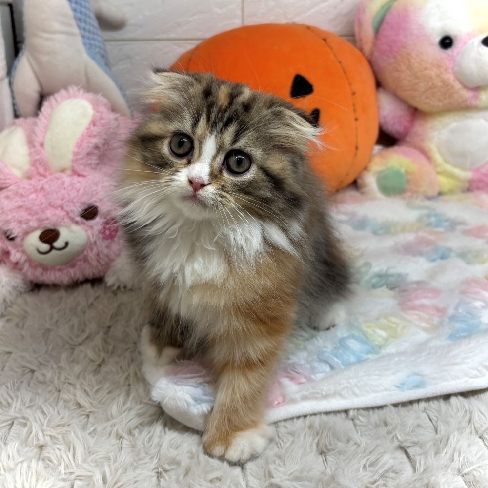 兵庫県のスコティッシュフォールド (犬の家＆猫の里ゆめタウン姫路店/2026年8月29日生まれ/女の子/ブラウンパッチドタビーホワイト)の子猫の4枚目の画像