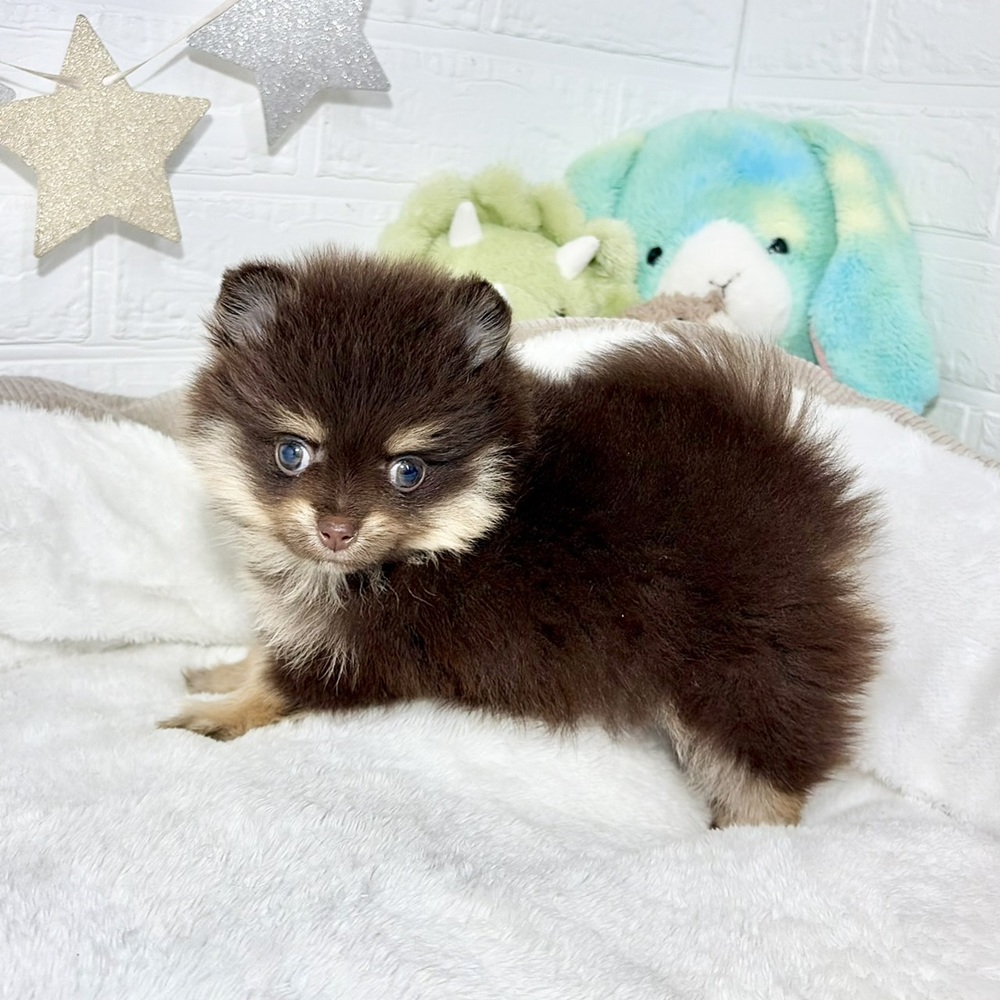 兵庫県のポメラニアン (犬の家＆猫の里ニッケパークタウン加古川店/2026年8月30日生まれ/女の子/チョコレートタン)の子犬の4枚目の画像