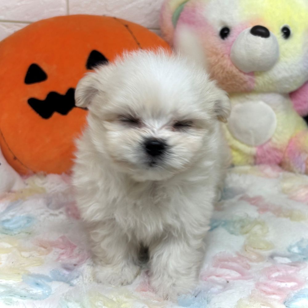 兵庫県のポメマル/マルポメ(ポメラニアン×マルチーズ) (犬の家＆猫の里ゆめタウン姫路店/2026年8月29日生まれ/女の子/クリーム)の子犬の4枚目の画像
