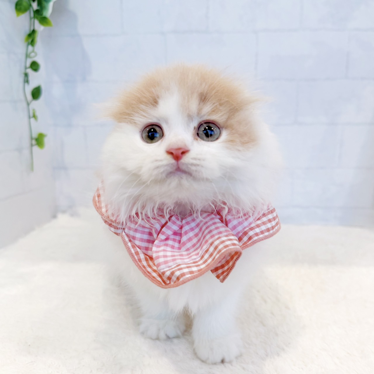 石川県のスコティッシュフォールド (犬の家＆猫の里金沢店/2026年8月28日生まれ/女の子/クリームタビーホワイトバン)の子猫の4枚目の画像