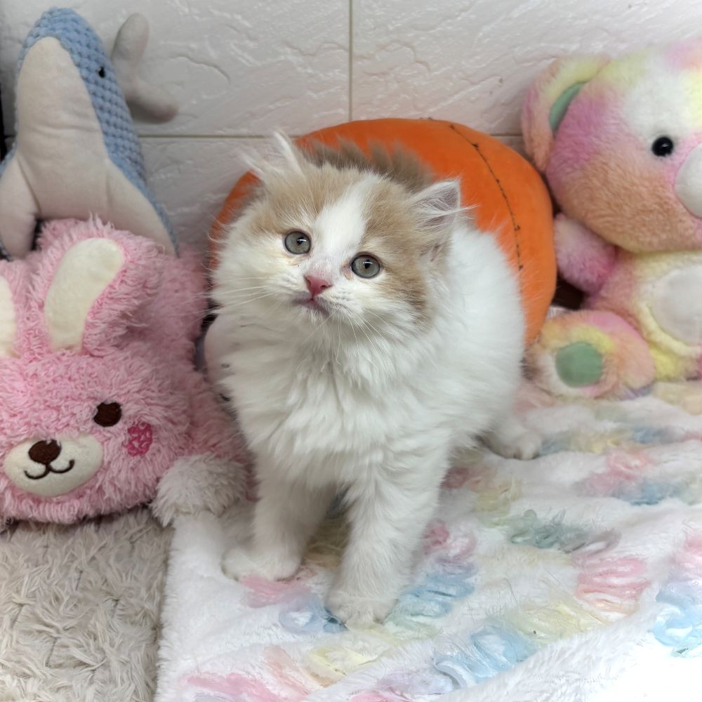 兵庫県のスコティッシュストレート (犬の家＆猫の里ゆめタウン姫路店/2026年8月28日生まれ/女の子/クリームタビーホワイトバン)の子猫の4枚目の画像