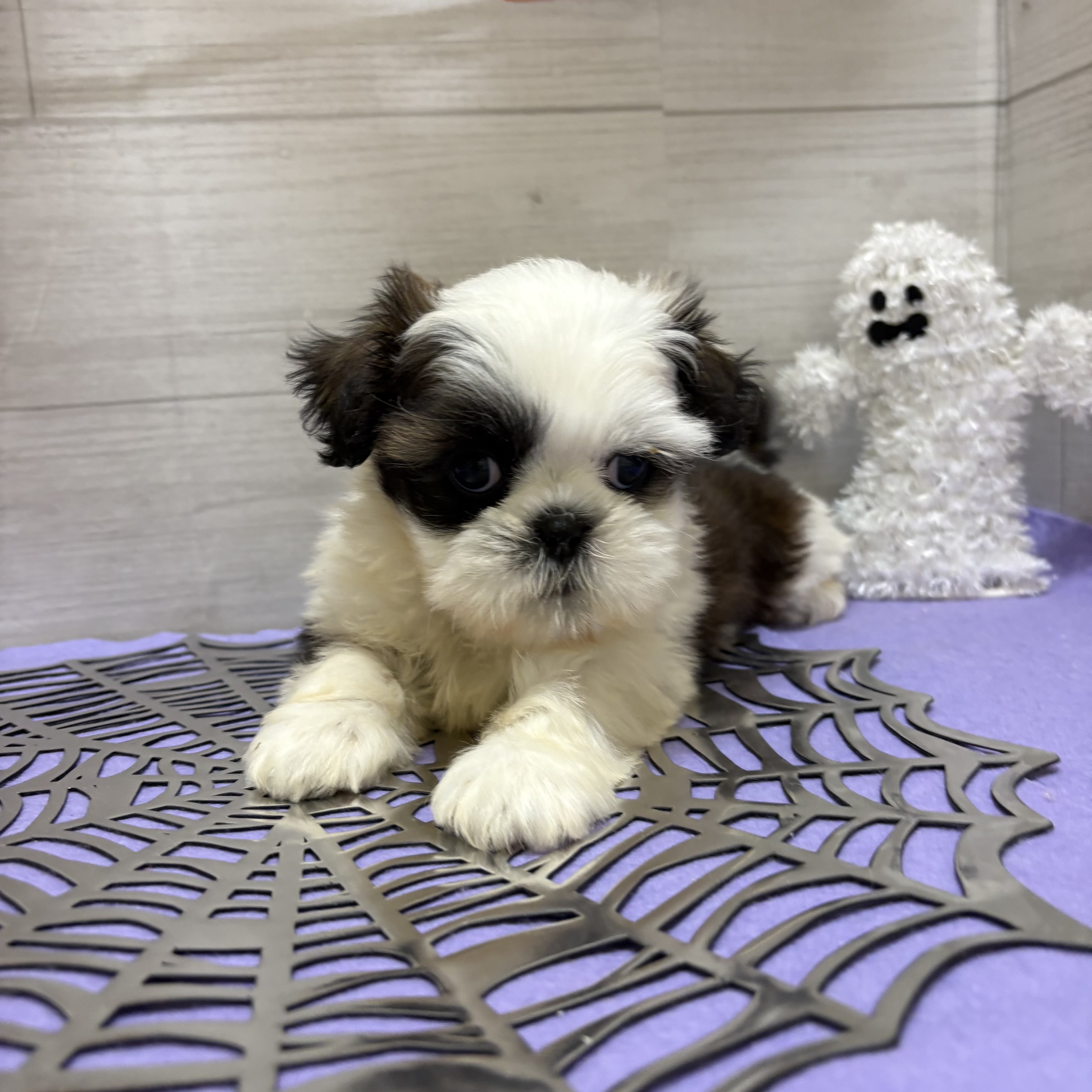 岡山県のシーズー (犬の家＆猫の里天満屋ハピーズ西大寺モール店/2026年8月30日生まれ/男の子/ゴールドホワイト)の子犬の4枚目の画像