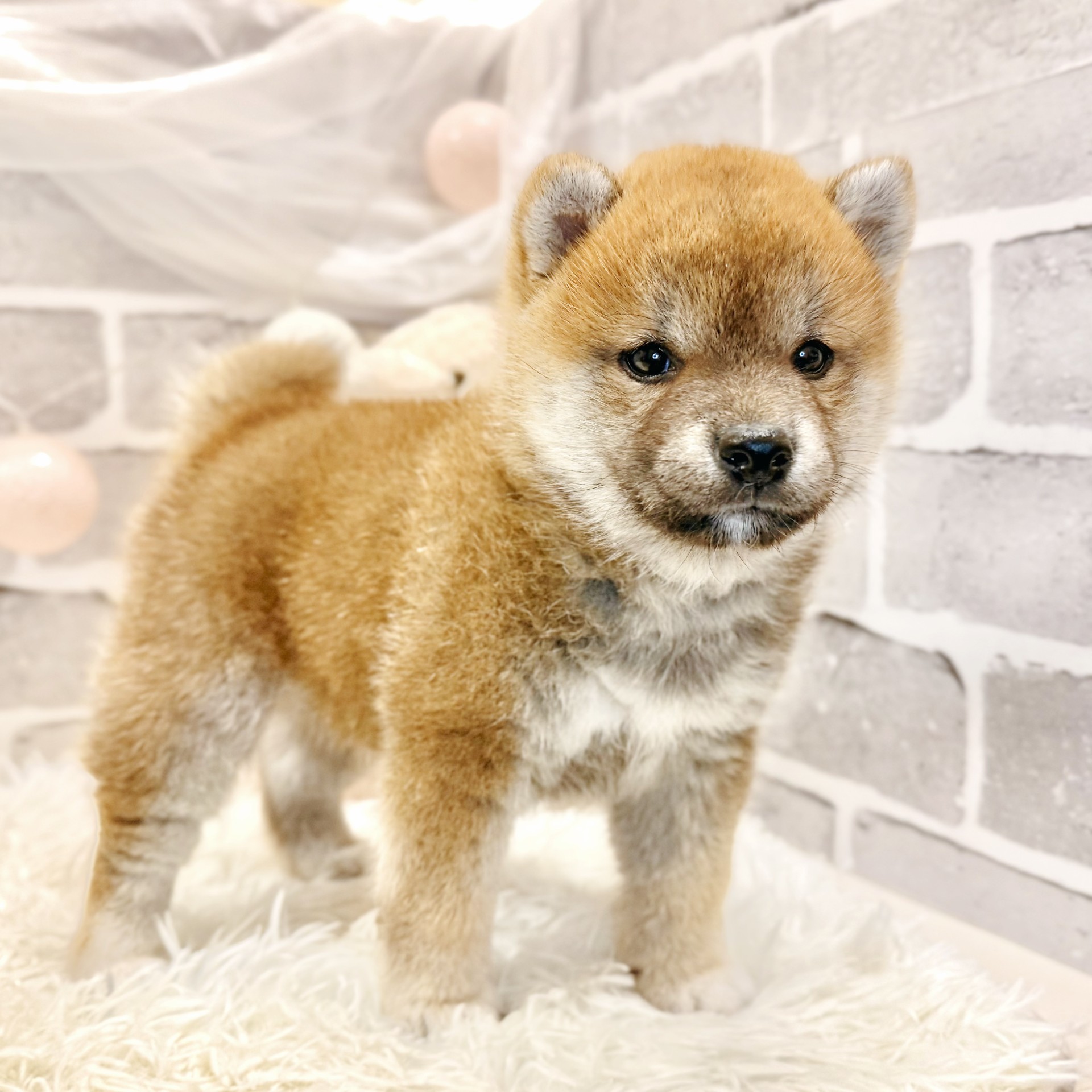 兵庫県の柴犬(標準サイズ) (犬の家＆猫の里神戸店/2026年8月27日生まれ/男の子/赤)の子犬の4枚目の画像