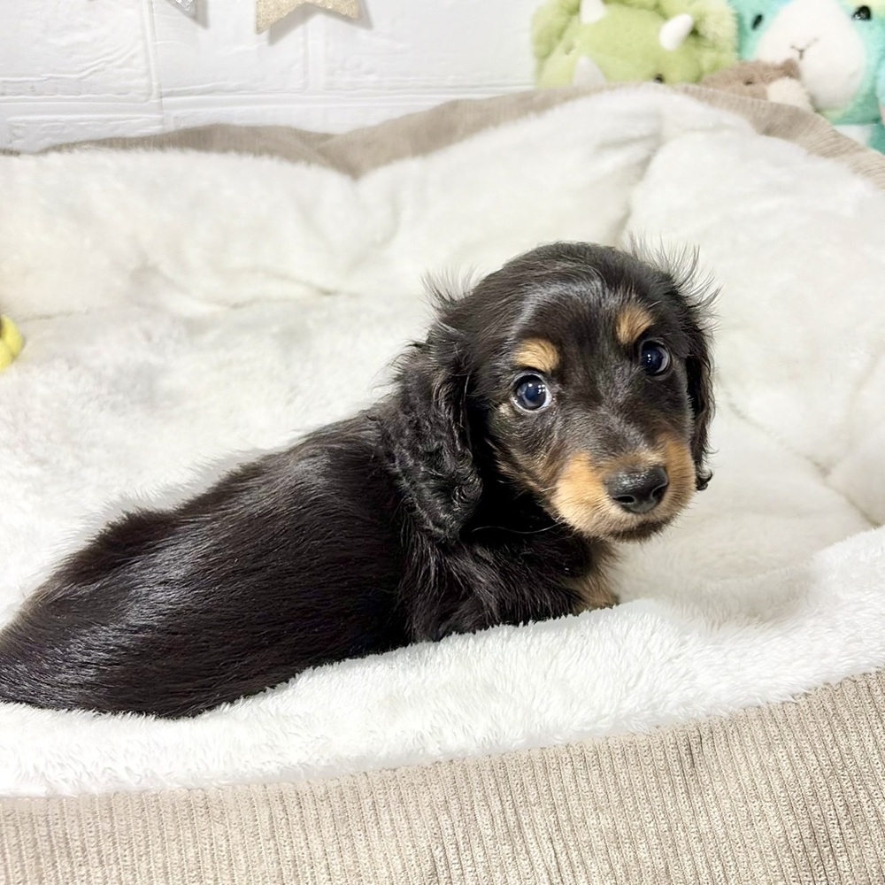 兵庫県のミニチュアダックスフンド(ロング) (犬の家＆猫の里ニッケパークタウン加古川店/2026年8月30日生まれ/男の子/ブラックタン)の子犬の4枚目の画像