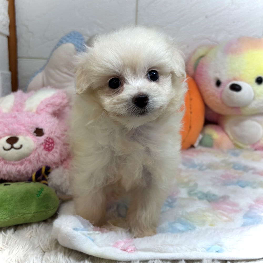 兵庫県のポメプー(ポメラニアン×プードル) (犬の家＆猫の里ゆめタウン姫路店/2026年8月28日生まれ/女の子/クリーム)の子犬の4枚目の画像