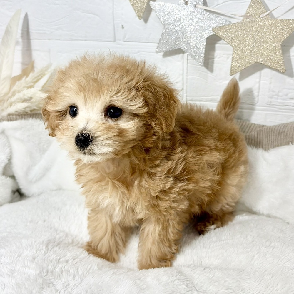 兵庫県のマルプー(マルチーズ×プードル) (犬の家＆猫の里ニッケパークタウン加古川店/2026年8月30日生まれ/女の子/クリーム)の子犬の4枚目の画像