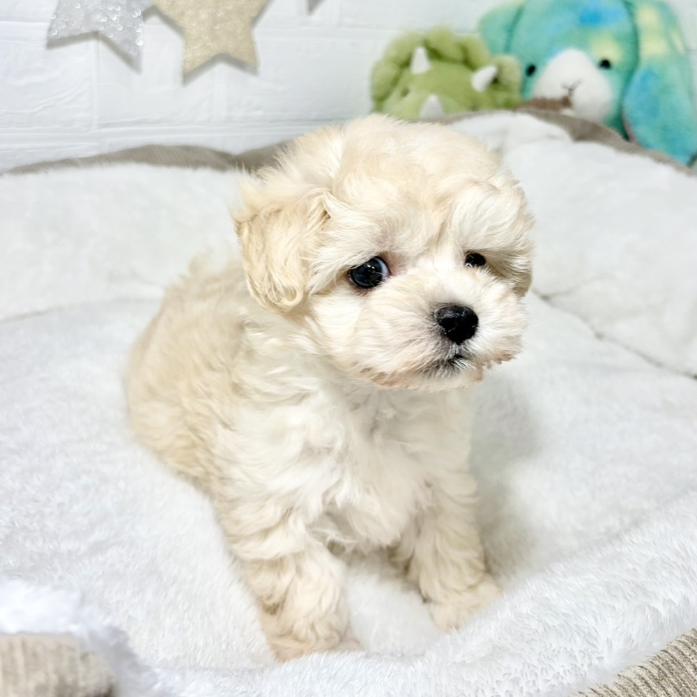 兵庫県のマルプー(マルチーズ×プードル) (犬の家＆猫の里ニッケパークタウン加古川店/2026年8月29日生まれ/男の子/クリーム)の子犬の4枚目の画像