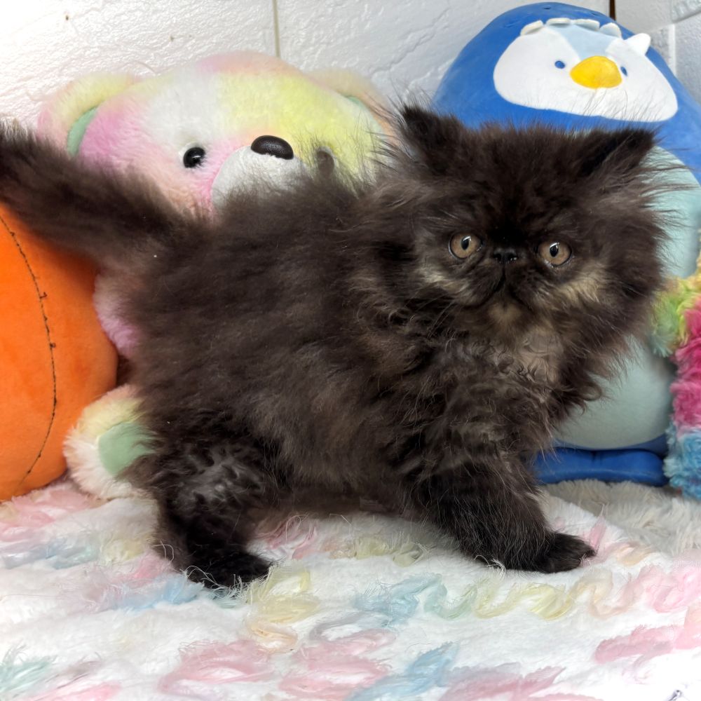 兵庫県のエキゾチック (犬の家＆猫の里ゆめタウン姫路店/2026年8月26日生まれ/男の子/ブラックスモーク)の子猫の4枚目の画像