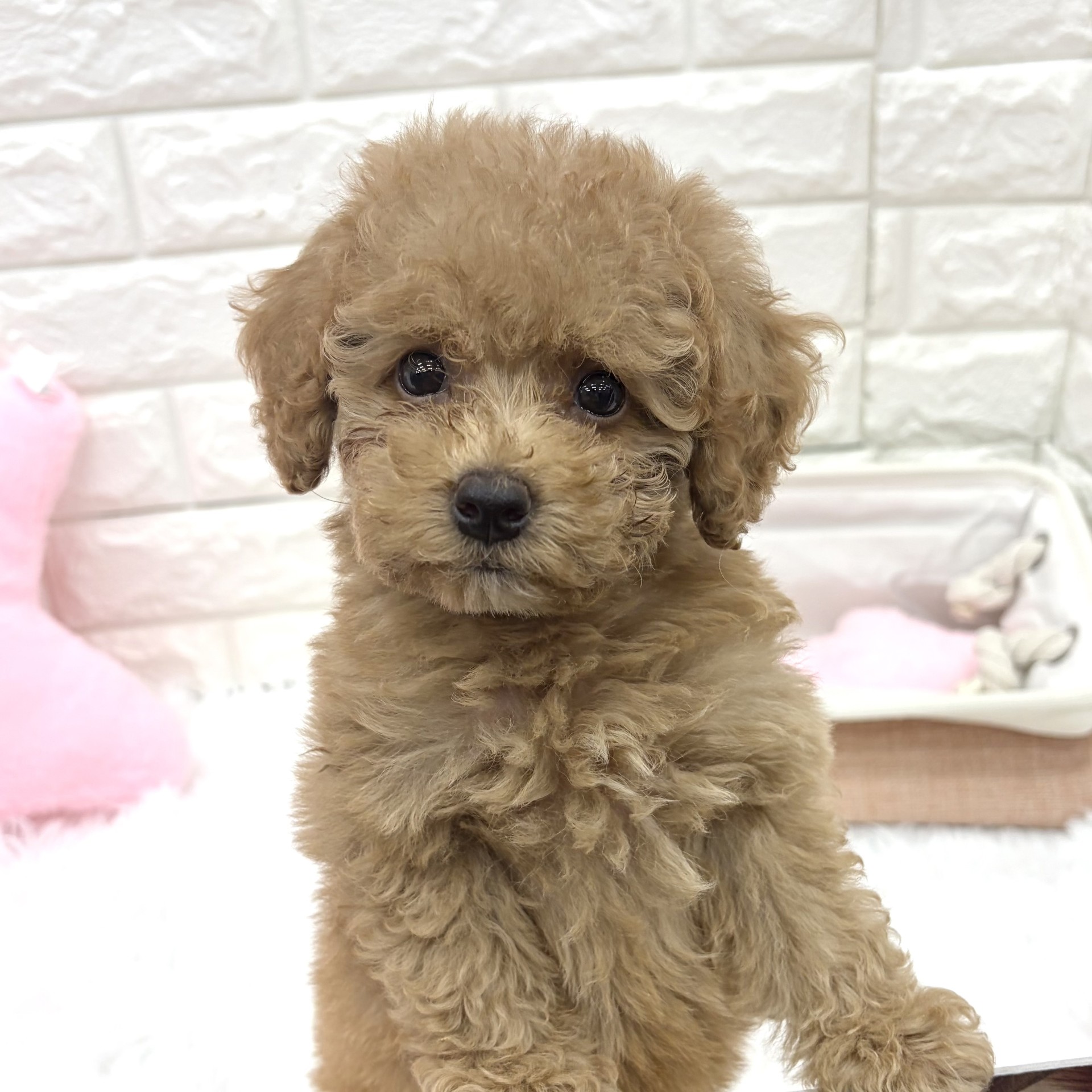 愛知県のトイプードル(トイ) (犬の家＆猫の里MEGAドン・キホーテ東海名和店/2026年8月28日生まれ/女の子/アプリコット)の子犬の4枚目の画像