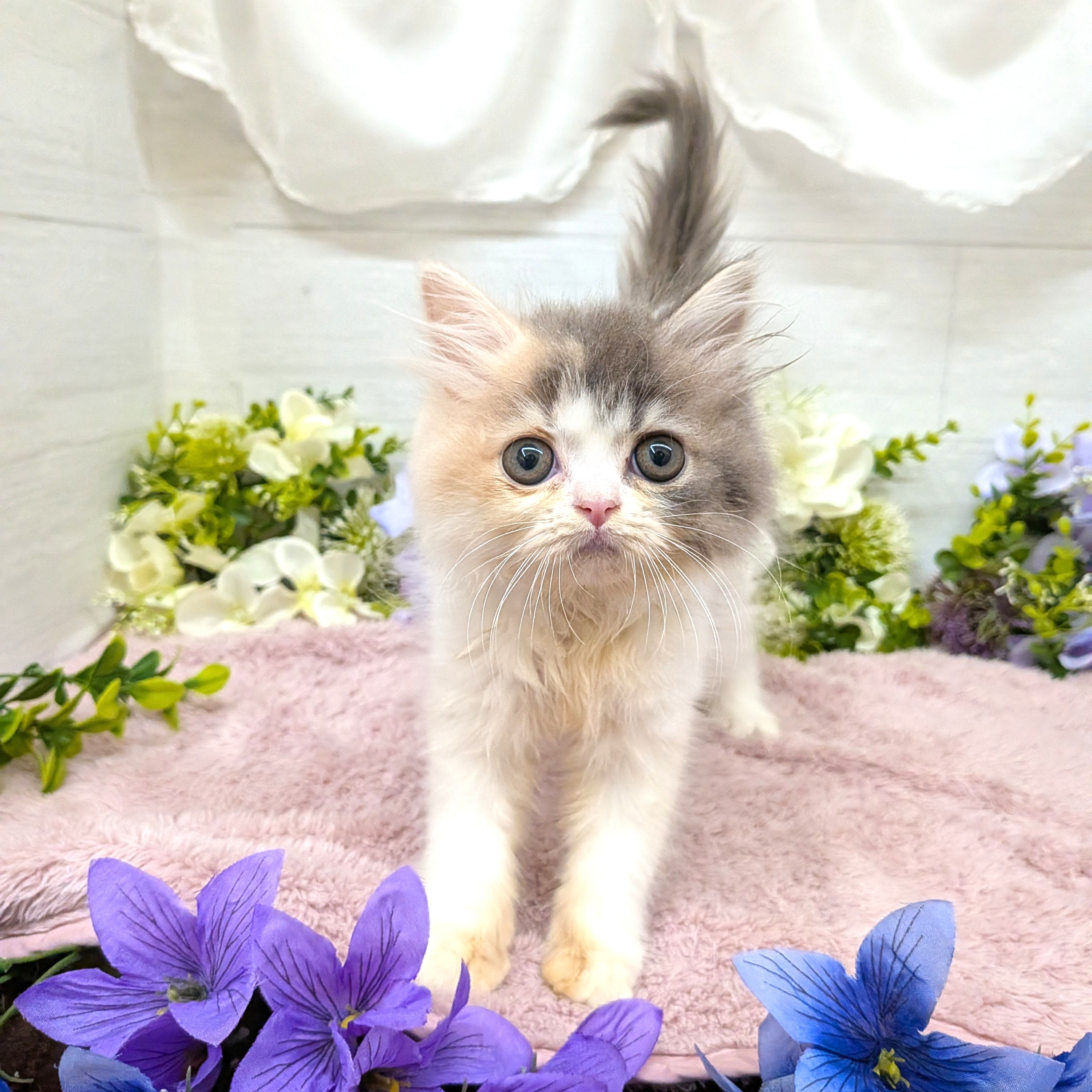 愛知県のスコティッシュフォールド (犬の家＆猫の里碧南店/2026年8月22日生まれ/女の子/ブルーパッチドタビーホワイト)の子猫の4枚目の画像