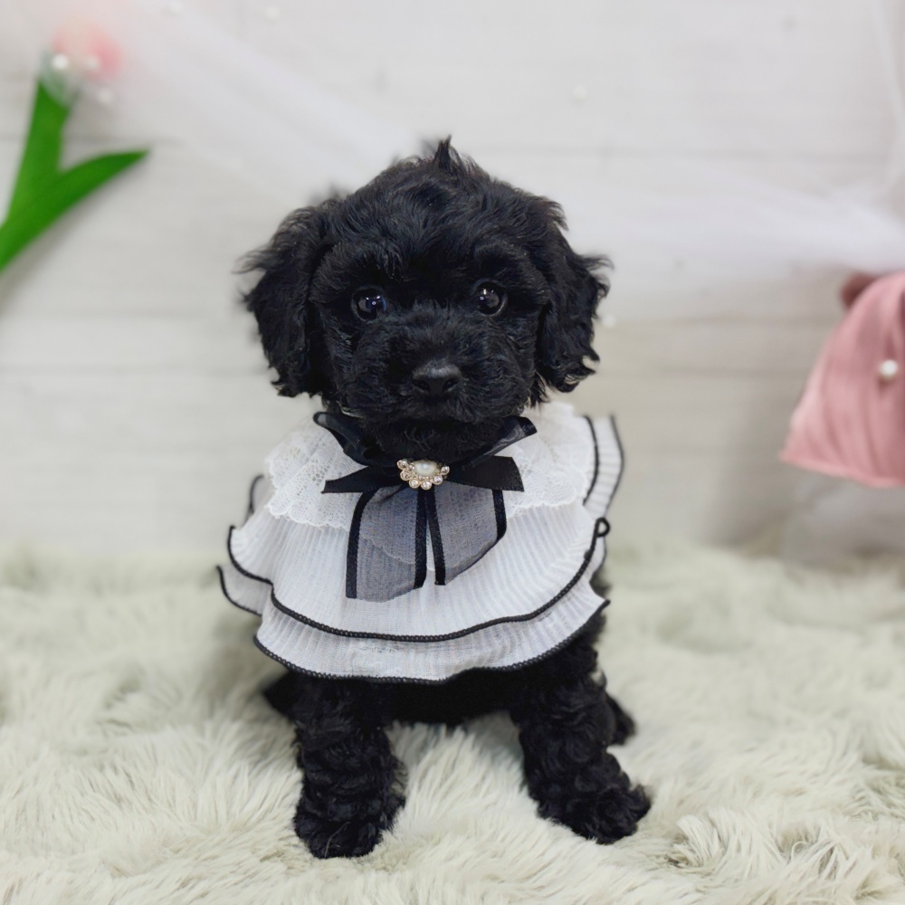 神奈川県のトイプードル(トイ) (犬の家＆猫の里相模原店/2026年9月1日生まれ/男の子/ブラック)の子犬の1枚目の画像