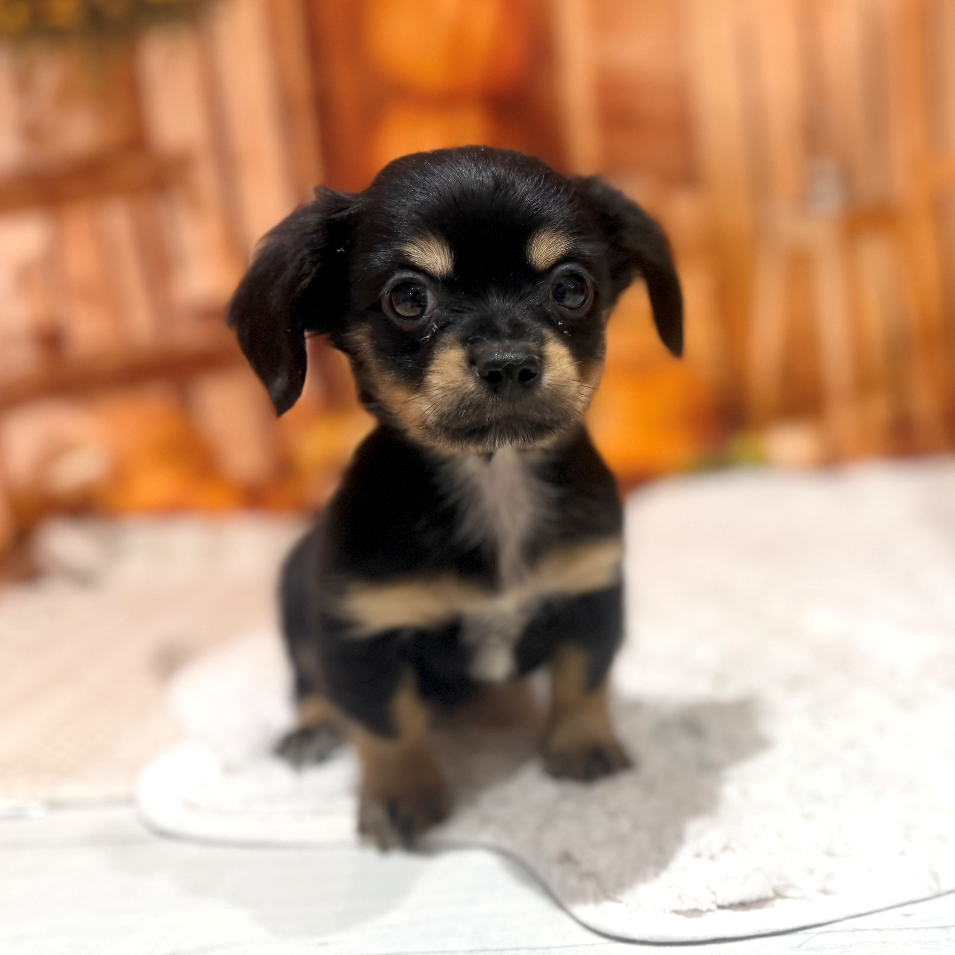 ハーフ犬男の子の写真