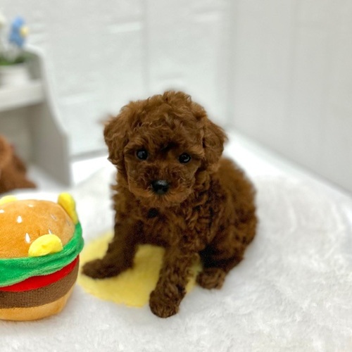 愛知県のトイプードル(タイニー) (犬の家＆猫の里豊川インター店/2026年9月1日生まれ/男の子/レッド)の子犬の1枚目の画像