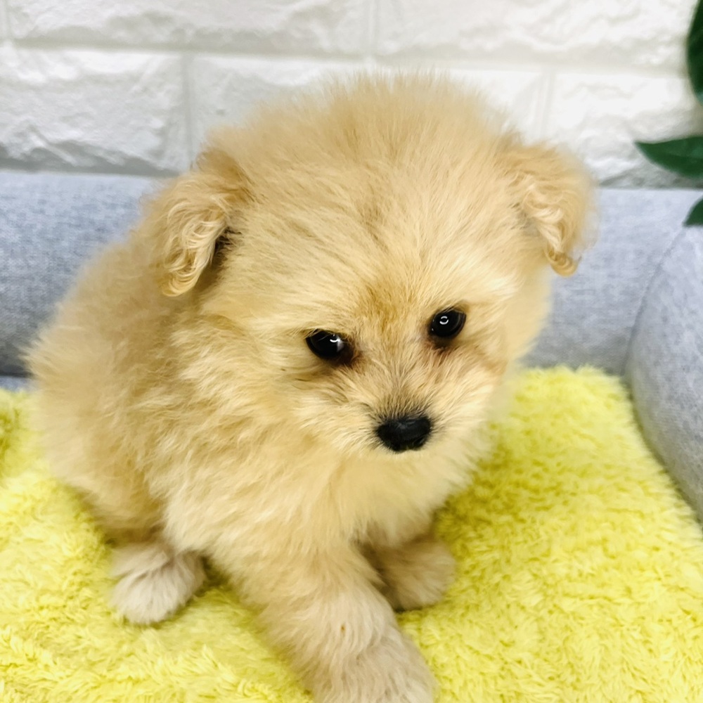 長野県のポメプー(ポメラニアン×プードル) (犬の家＆猫の里塩尻店/2026年8月31日生まれ/男の子/アプリコット)の子犬の4枚目の画像