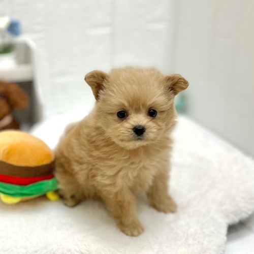 愛知県のポメプー(ポメラニアン×プードル) (犬の家＆猫の里豊川インター店/2026年8月31日生まれ/女の子/アプリコット)の子犬の4枚目の画像