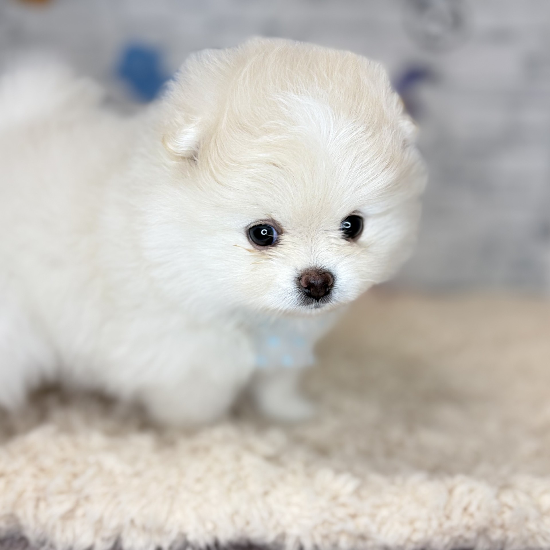 長野県のポメラニアン (犬の家＆猫の里長野店/2026年9月1日生まれ/女の子/ホワイト)の子犬の4枚目の画像