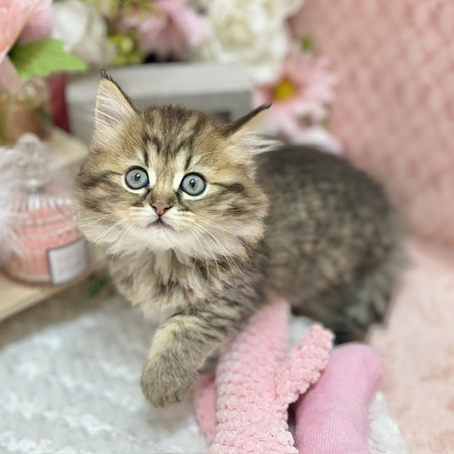千葉県のミヌエット (犬の家＆猫の里ワンズモール稲毛店/2026年9月1日生まれ/女の子/ブラウンタビー)の子猫の4枚目の画像