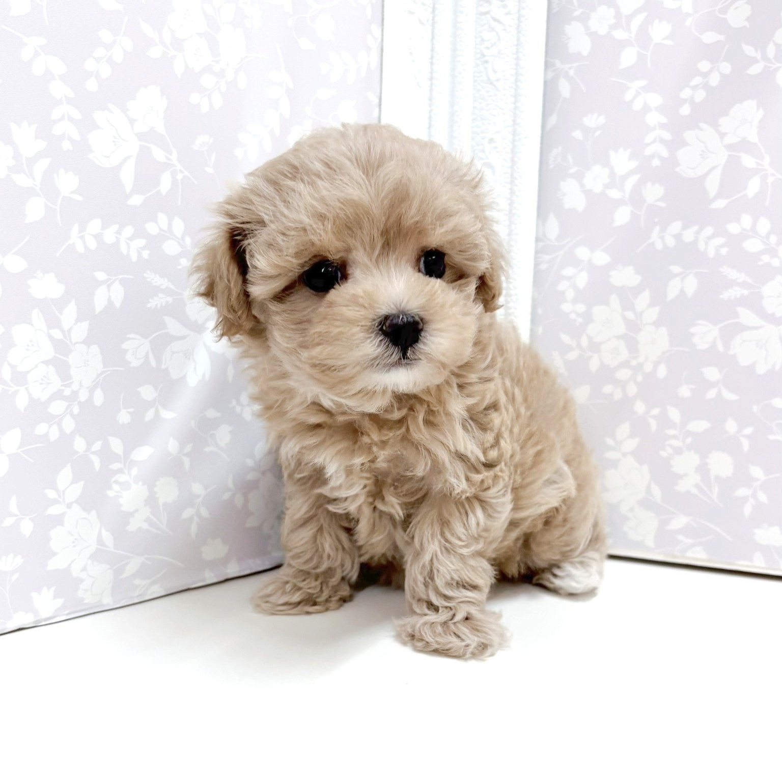 富山県のマルプー(マルチーズ×プードル) (犬の家＆猫の里アミーゴ高岡蓮花寺店/2026年8月30日生まれ/女の子/アプリコットホワイト)の子犬の4枚目の画像