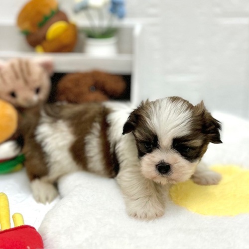 愛知県のシーズー (犬の家＆猫の里豊川インター店/2026年8月30日生まれ/男の子/ホワイトブラウン)の子犬の4枚目の画像