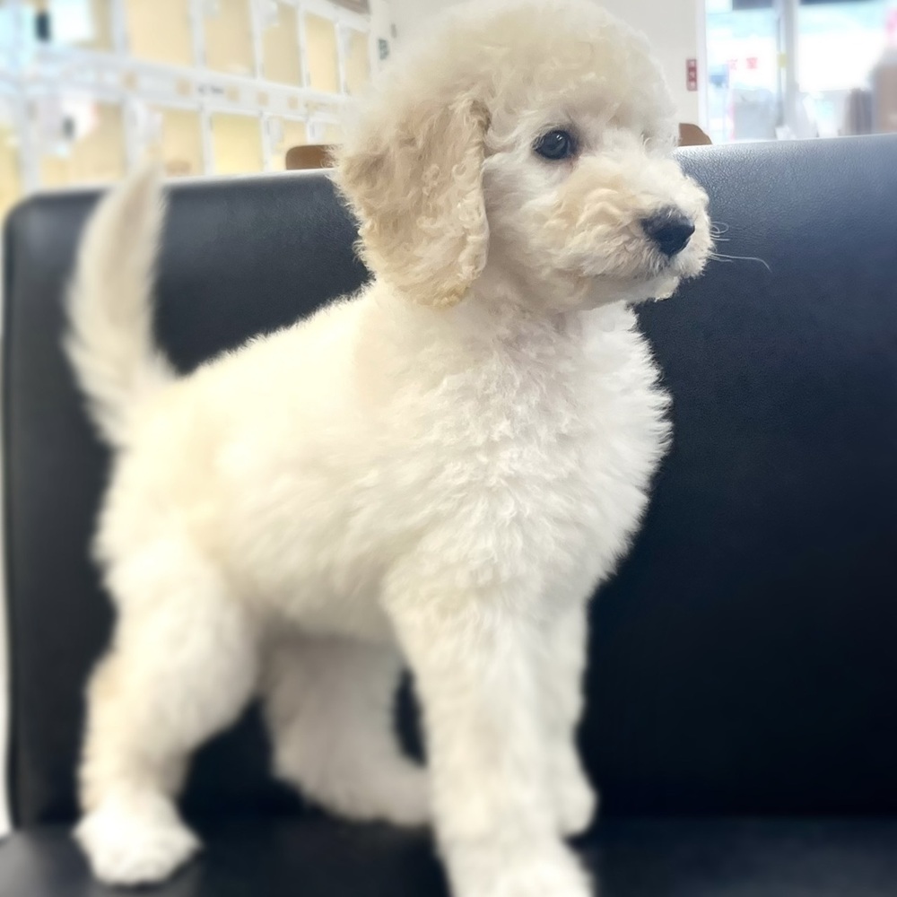 長野県のスタンダードプードル (犬の家＆猫の里塩尻店/2026年8月29日生まれ/男の子/ホワイト)の子犬の4枚目の画像