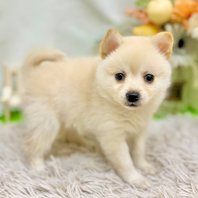 静岡県のポメ柴/豆ポメ/ポメ豆柴(ポメラニアン×柴犬) (犬の家＆猫の里藤枝店/2026年8月26日生まれ/女の子/白)の子犬の4枚目の画像