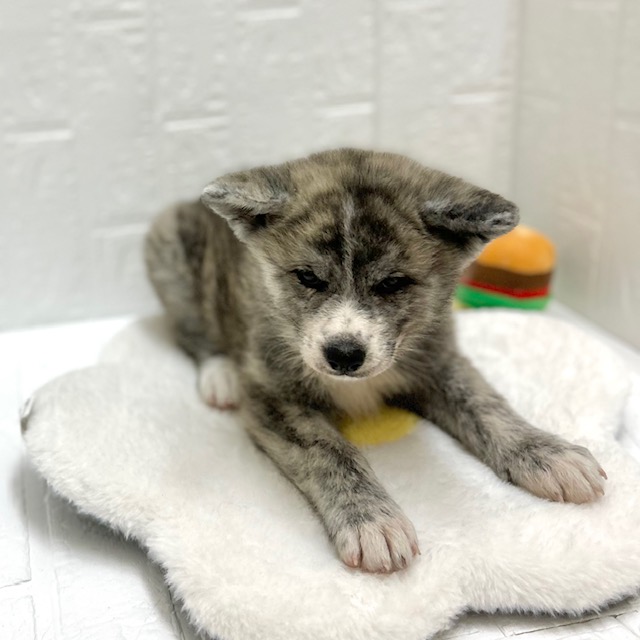 愛知県の秋田犬 (犬の家＆猫の里豊川インター店/2026年8月31日生まれ/女の子/虎)の子犬の4枚目の画像
