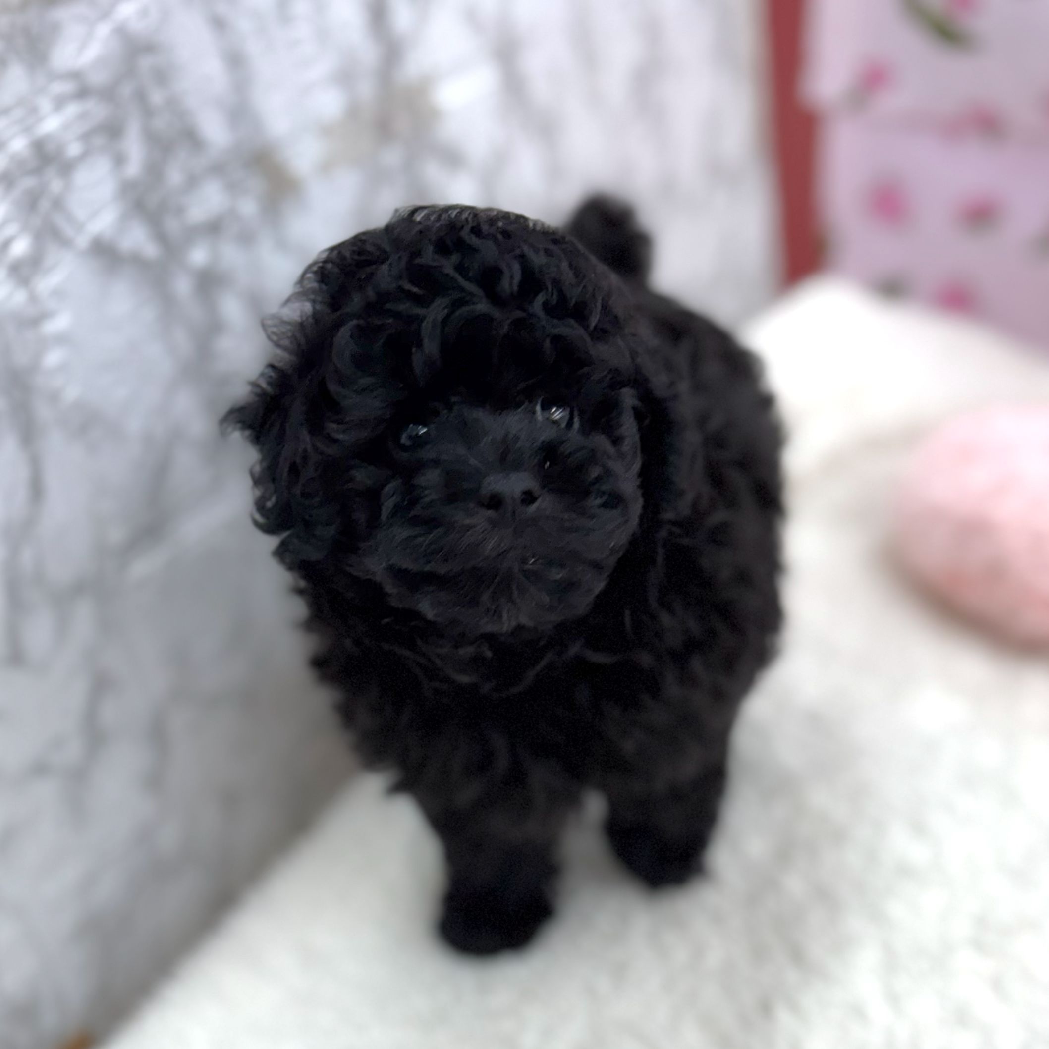 愛知県のトイプードル(トイ) (犬の家＆猫の里エアポートウォーク店/2026年8月31日生まれ/男の子/ブラック)の子犬の4枚目の画像