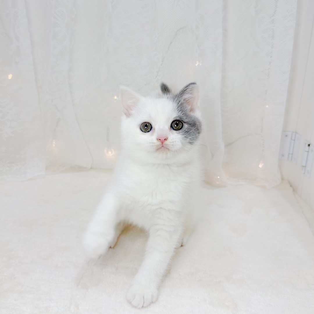 千葉県のブリティッシュショートヘアー (犬の家＆猫の里BIGHOPガーデンモール印西店/2026年9月1日生まれ/男の子/ブルーホワイト)の子猫の4枚目の画像
