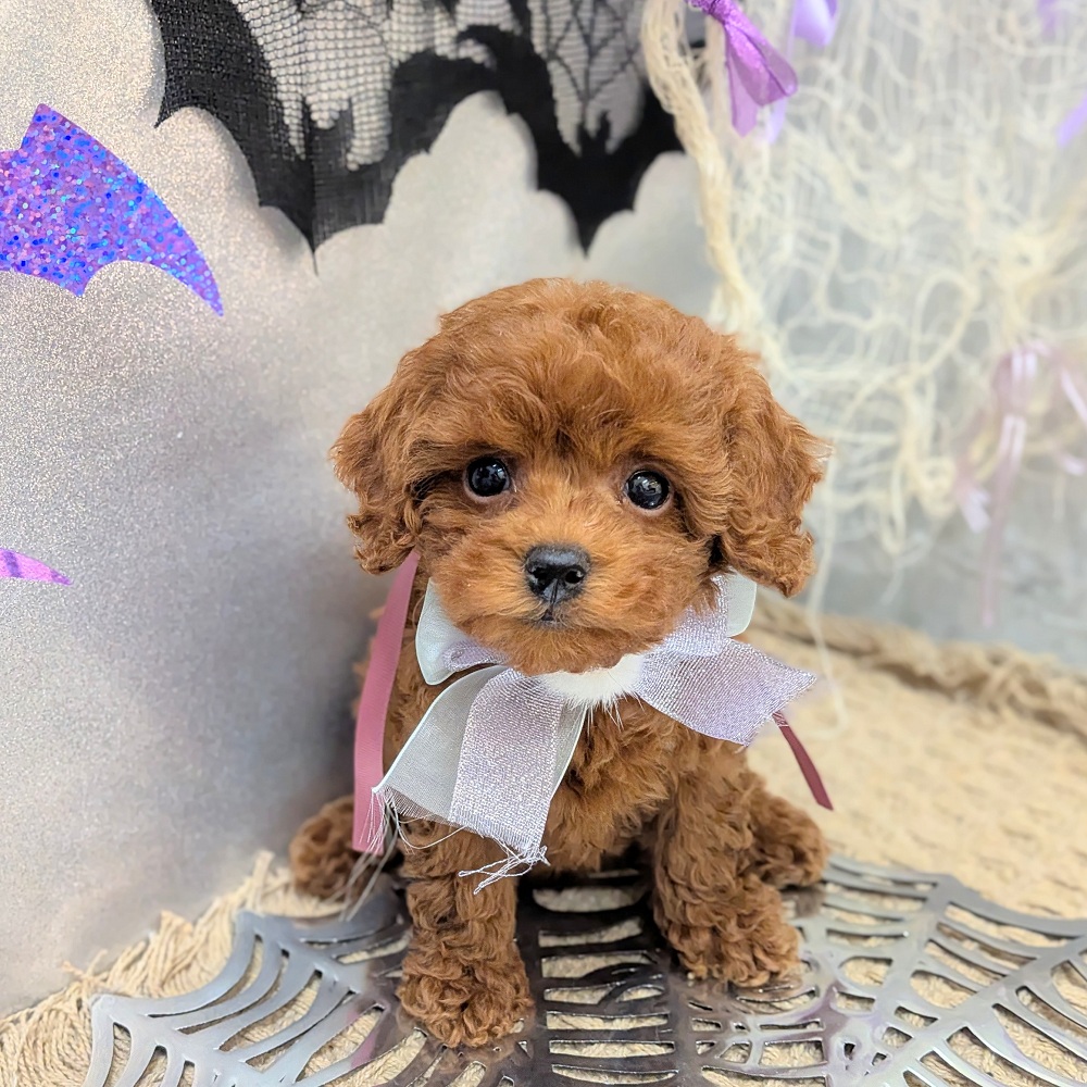 静岡県のトイプードル(トイ) (犬の家＆猫の里アミーゴ浜松和田店/2026年8月29日生まれ/女の子/レッド)の子犬の4枚目の画像