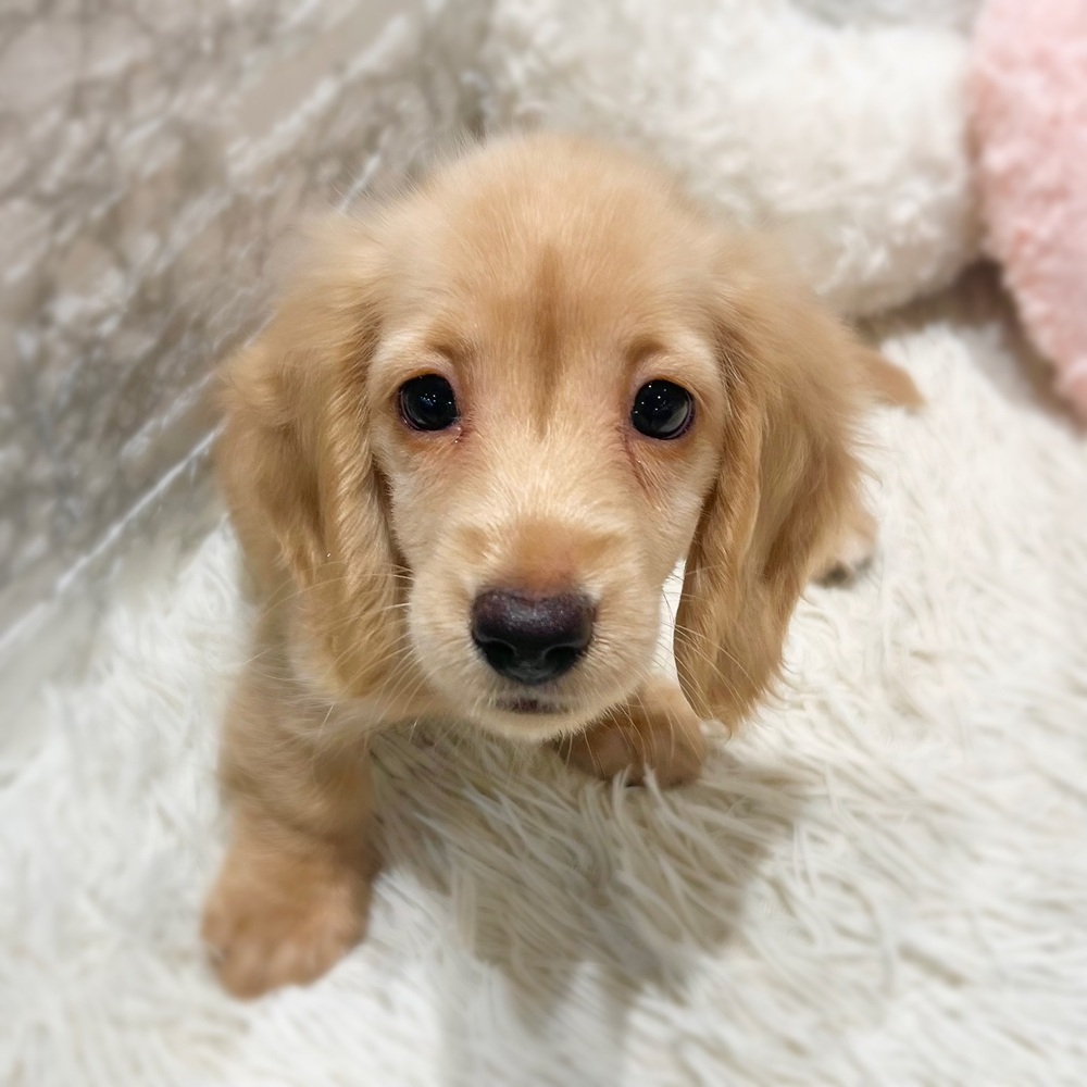 愛知県のミニチュアダックスフンド(ロング) (犬の家＆猫の里MiO香久山店/2026年8月30日生まれ/女の子/イエロー)の子犬の1枚目の画像