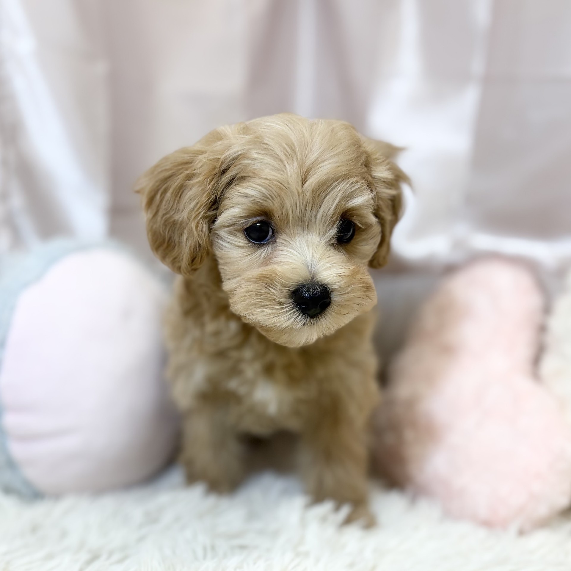 兵庫県のマルプー(マルチーズ×プードル) (犬の家＆猫の里カナート西神戸店/2026年8月31日生まれ/女の子/アプリコット)の子犬の4枚目の画像