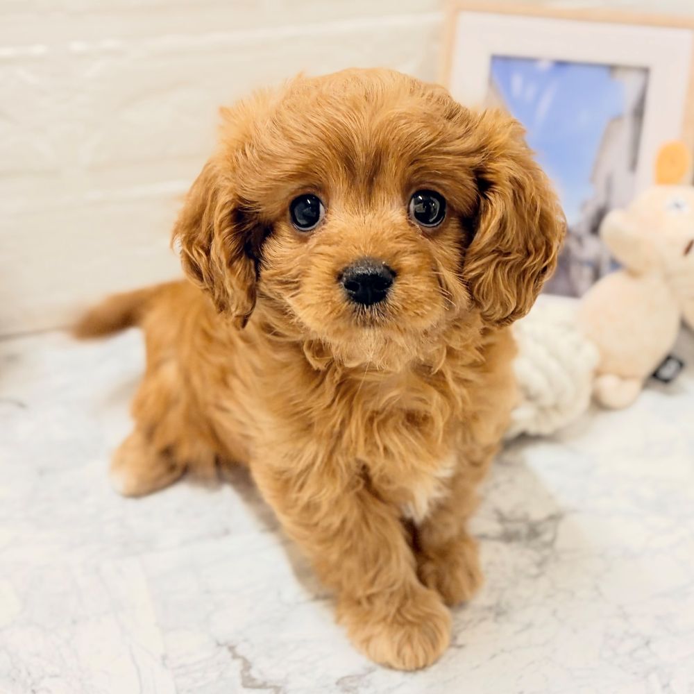 愛知県のキャバプー(キャバリア×プードル) (犬の家＆猫の里豊田店/2026年8月28日生まれ/女の子/レッド)の子犬の4枚目の画像