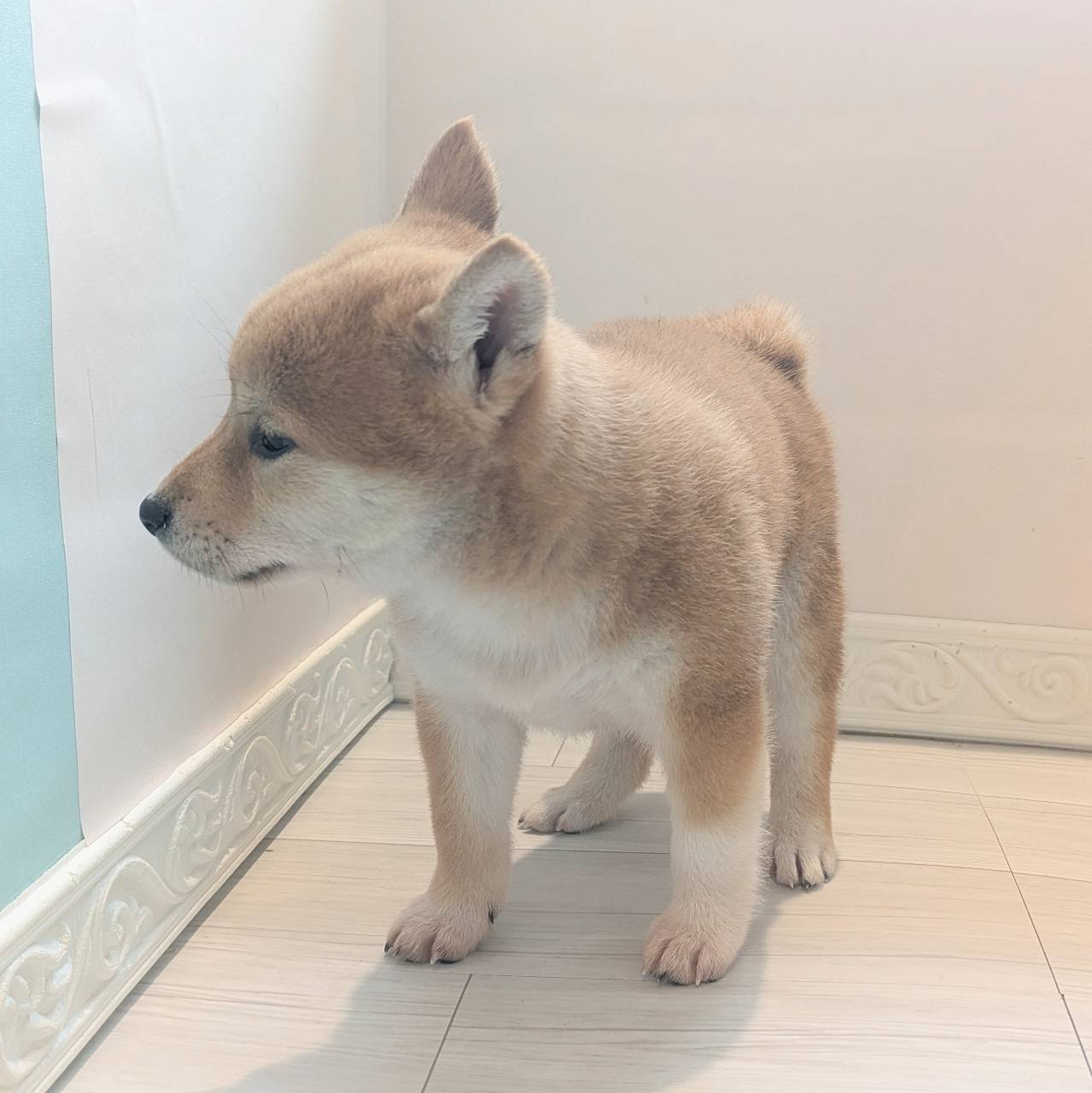 愛知県の柴犬(標準サイズ) (犬の家＆猫の里春日井本店/2026年2月15日生まれ/女の子/赤)の子犬の4枚目の画像