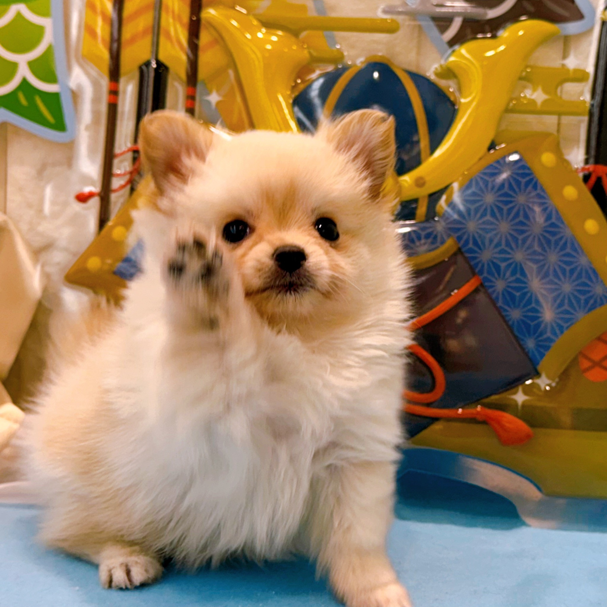 岡山県のポメチワ/チワポメ/ポメチー(ポメラニアン×チワワ) (犬の家＆猫の里倉敷店/2026年3月1日生まれ/女の子/クリーム)の子犬の4枚目の画像