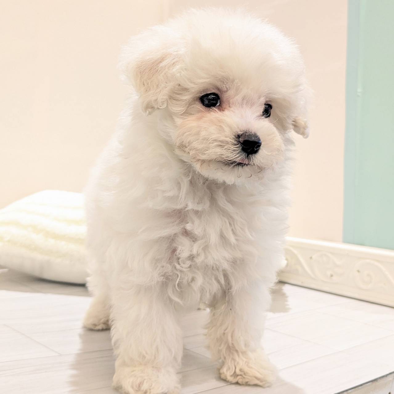 愛知県のマルプー(マルチーズ×プードル) (犬の家＆猫の里春日井本店/2026年3月3日生まれ/男の子/ホワイト)の子犬の4枚目の画像