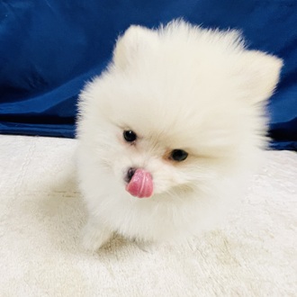 愛知県のポメラニアン (犬の家＆猫の里一宮店/2026年1月29日生まれ/女の子/クリーム)の子犬の4枚目の画像