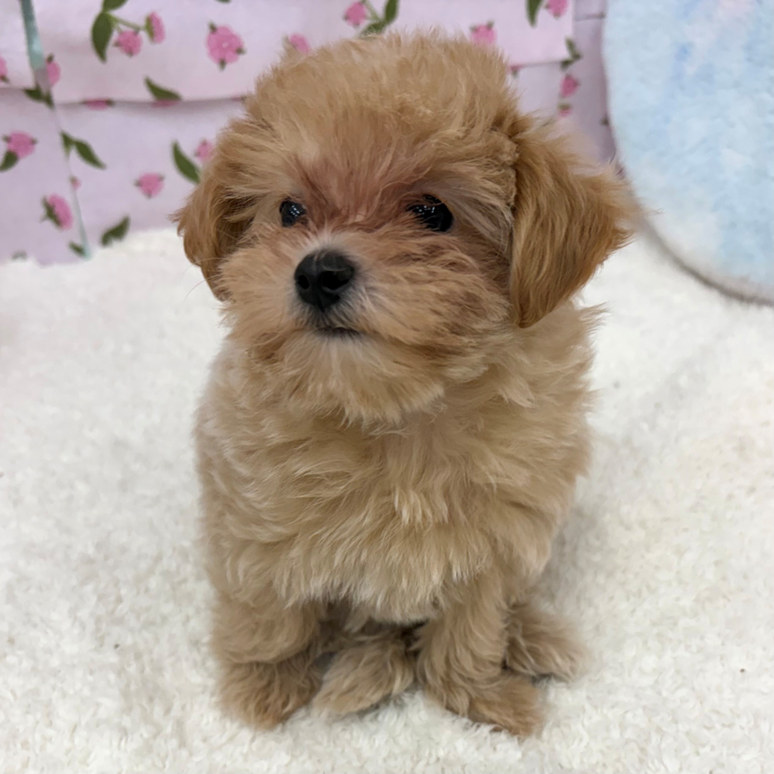 愛知県のマルプー(マルチーズ×プードル) (犬の家＆猫の里エアポートウォーク店/2026年7月23日生まれ/女の子/アプリコット)の子犬の4枚目の画像