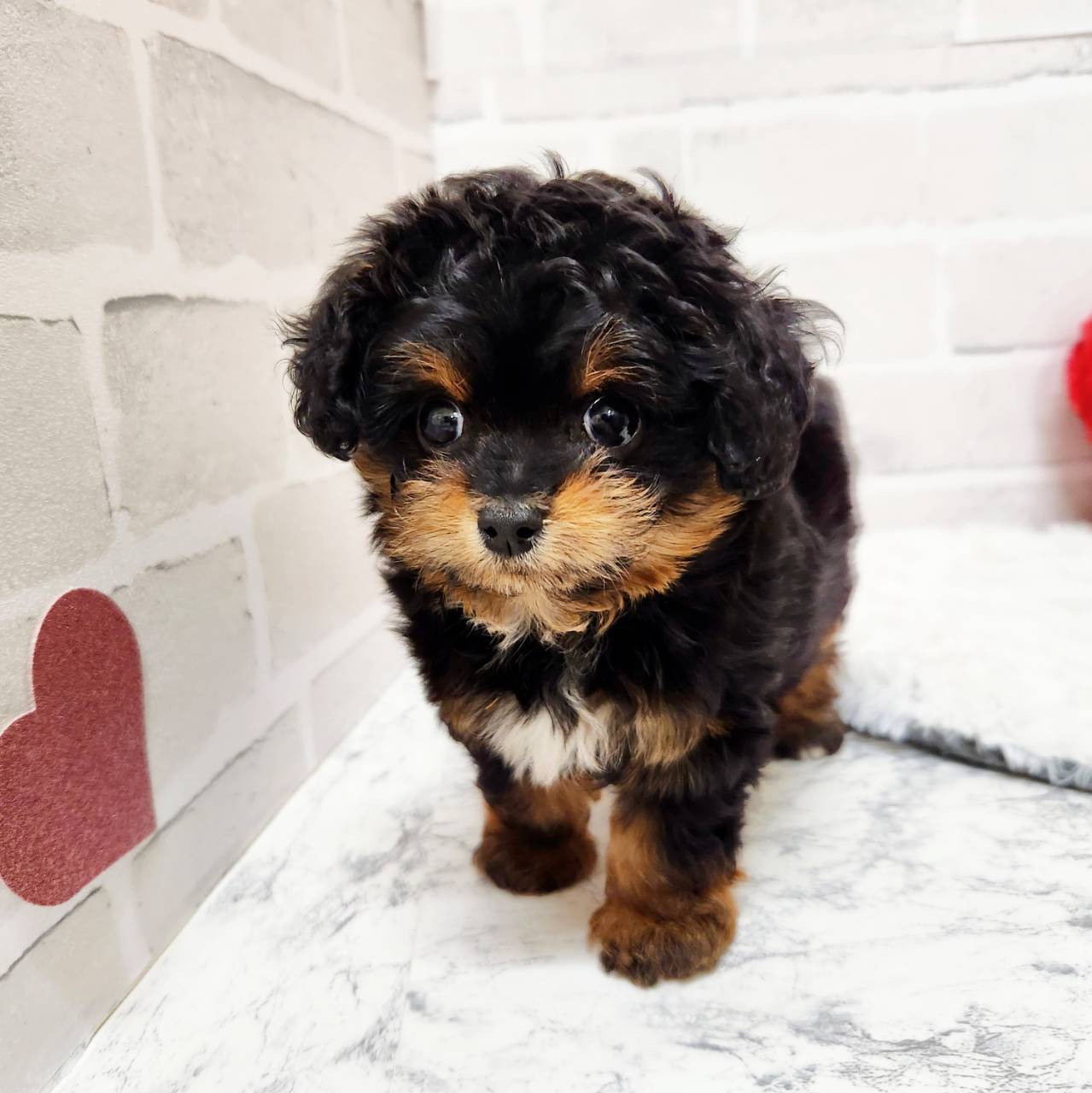 京都府のチワプー/プーチー(チワワ×プードル) (犬の家＆猫の里京都精華店/2025年12月16日生まれ/女の子/ブラックタンホワイト)の子犬の4枚目の画像