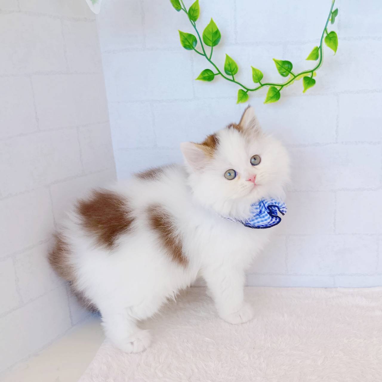 石川県のスコティッシュストレート (犬の家＆猫の里金沢店/2026年1月17日生まれ/男の子/ブラウンタビーホワイト)の子猫の4枚目の画像