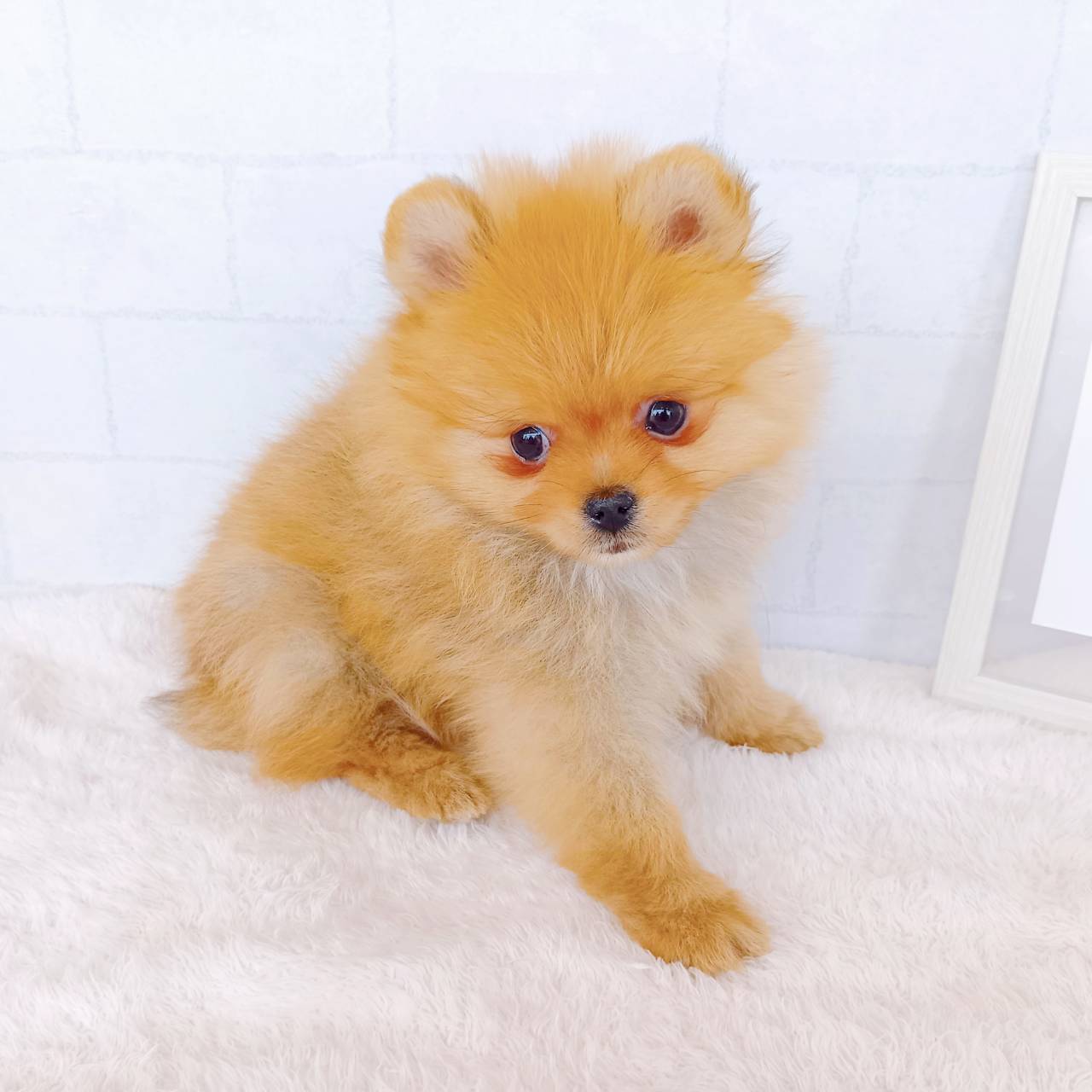 石川県のポメラニアン (犬の家＆猫の里金沢店/2026年1月21日生まれ/男の子/オレンジ)の子犬の4枚目の画像