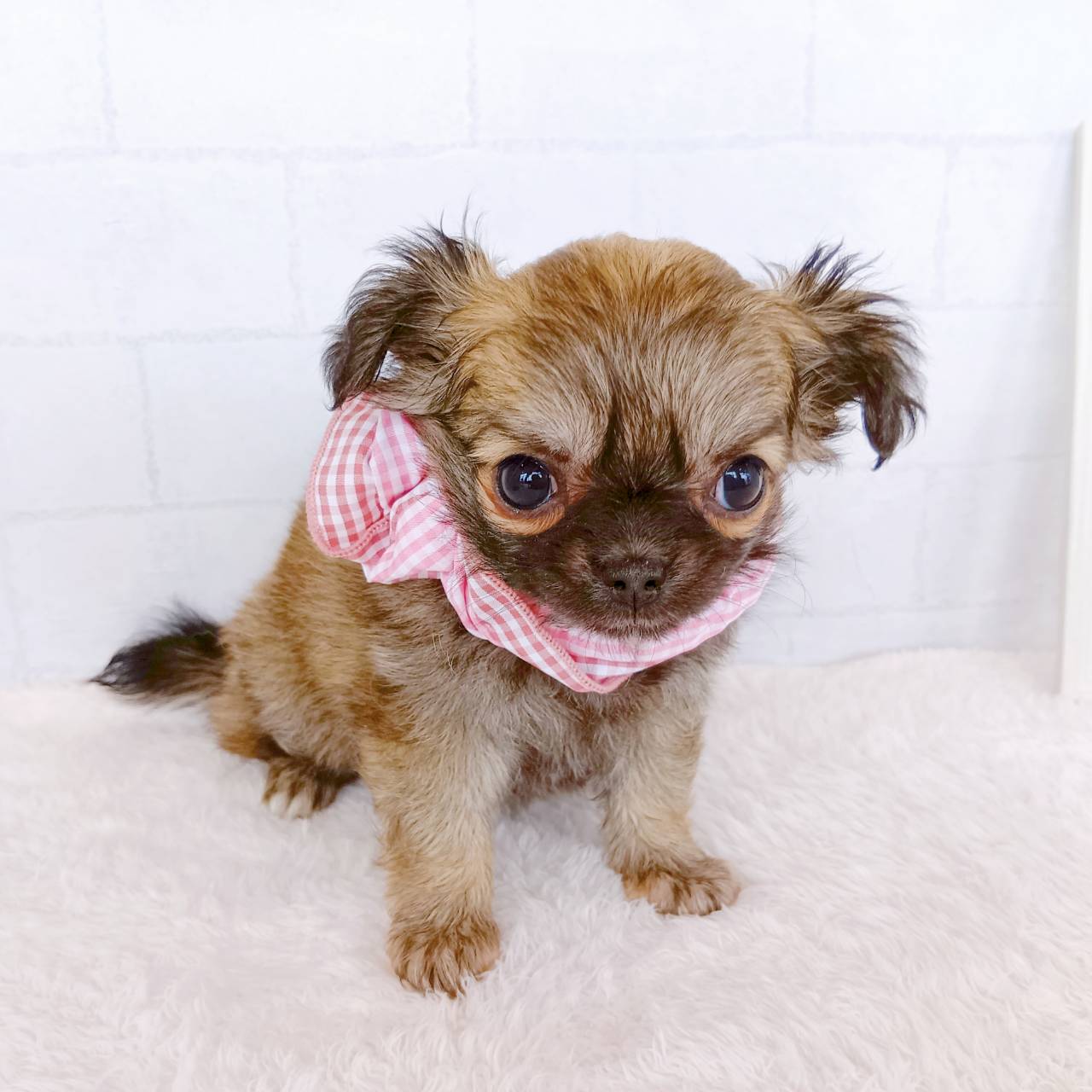 石川県のチワワ(ロング) (犬の家＆猫の里金沢店/2026年1月18日生まれ/女の子/フォーン)の子犬の4枚目の画像