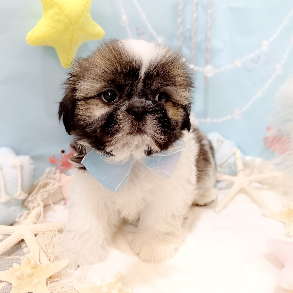 静岡県のシーズー (犬の家＆猫の里富士店/2025年5月7日生まれ/男の子/ホワイトゴールド)の子犬の4枚目の画像