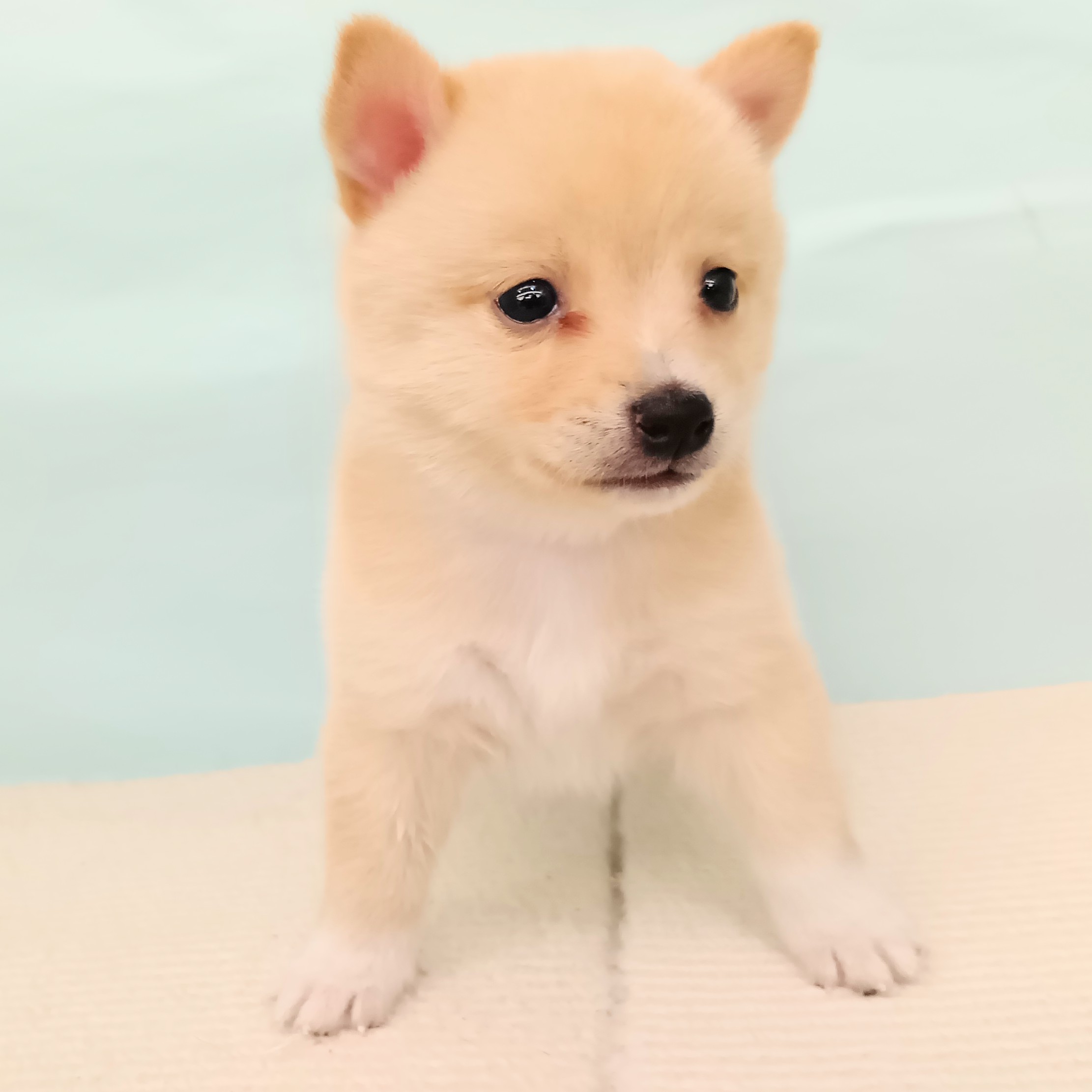 愛知県のチワ柴/柴チワ/チワシバ(チワワ×柴) (犬の家＆猫の里春日井本店/2025年5月18日生まれ/男の子/白)の子犬の4枚目の画像
