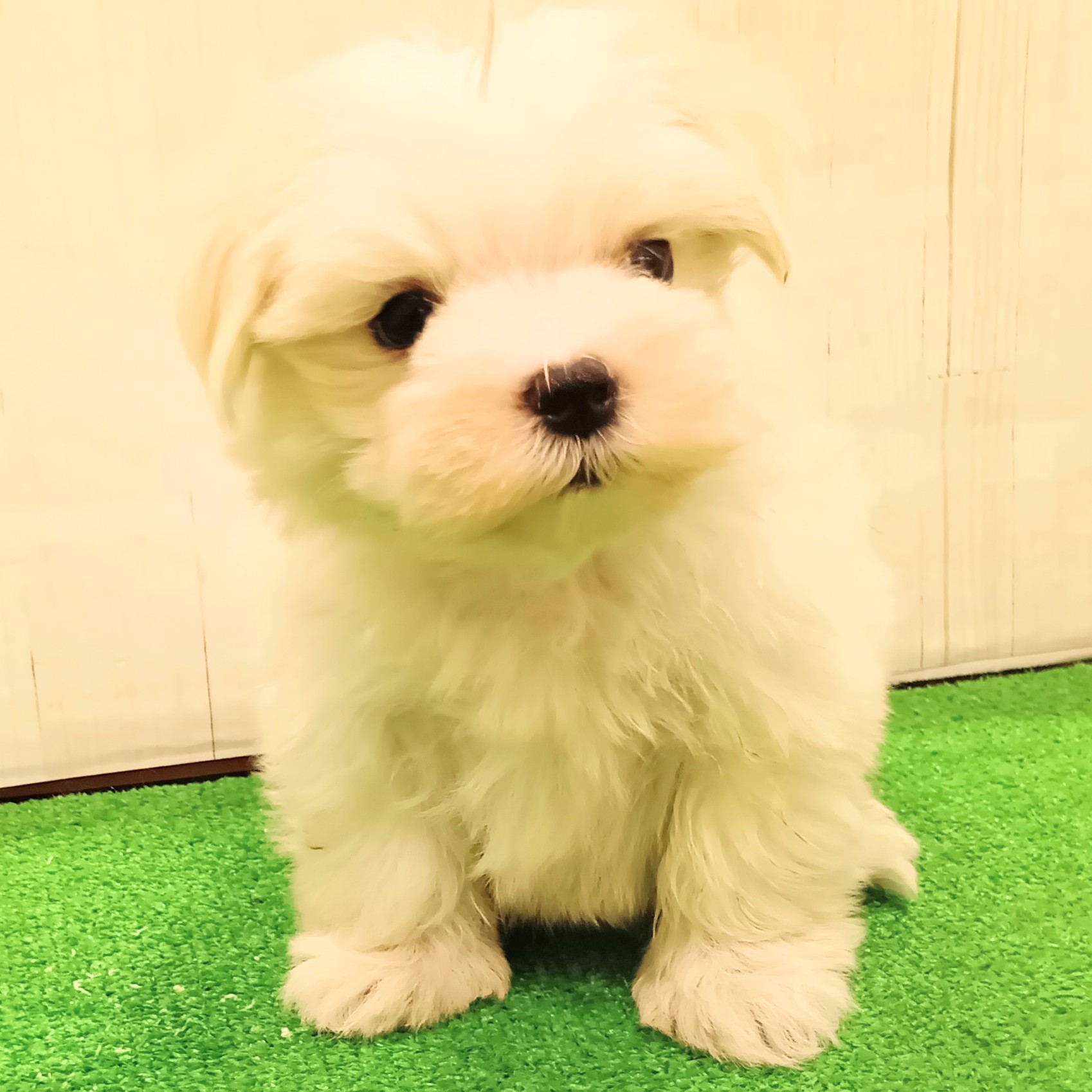 三重県のマルチーズ (犬の家＆猫の里三重桑名店/2025年5月24日生まれ/男の子/ホワイト)の子犬の4枚目の画像