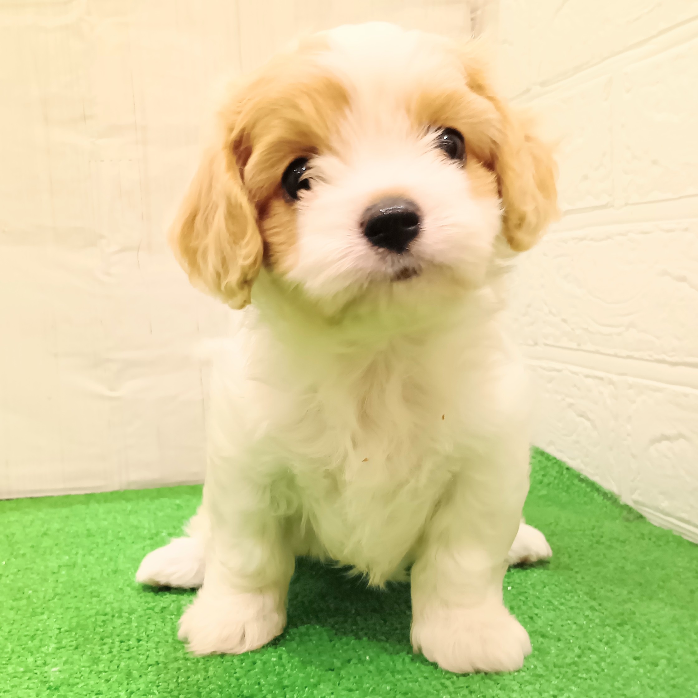 三重県のハーフ犬・ミックス犬 (犬の家＆猫の里三重桑名店/2025年5月22日生まれ/女の子/ブレンハイム)の子犬の4枚目の画像
