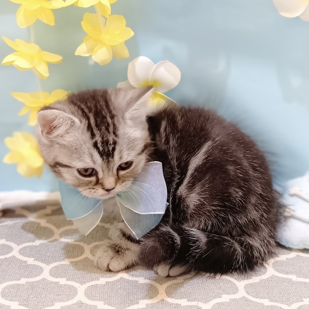 静岡県のマンチカン (犬の家＆猫の里富士店/2025年5月21日生まれ/男の子/シルバータビー)の子猫の4枚目の画像