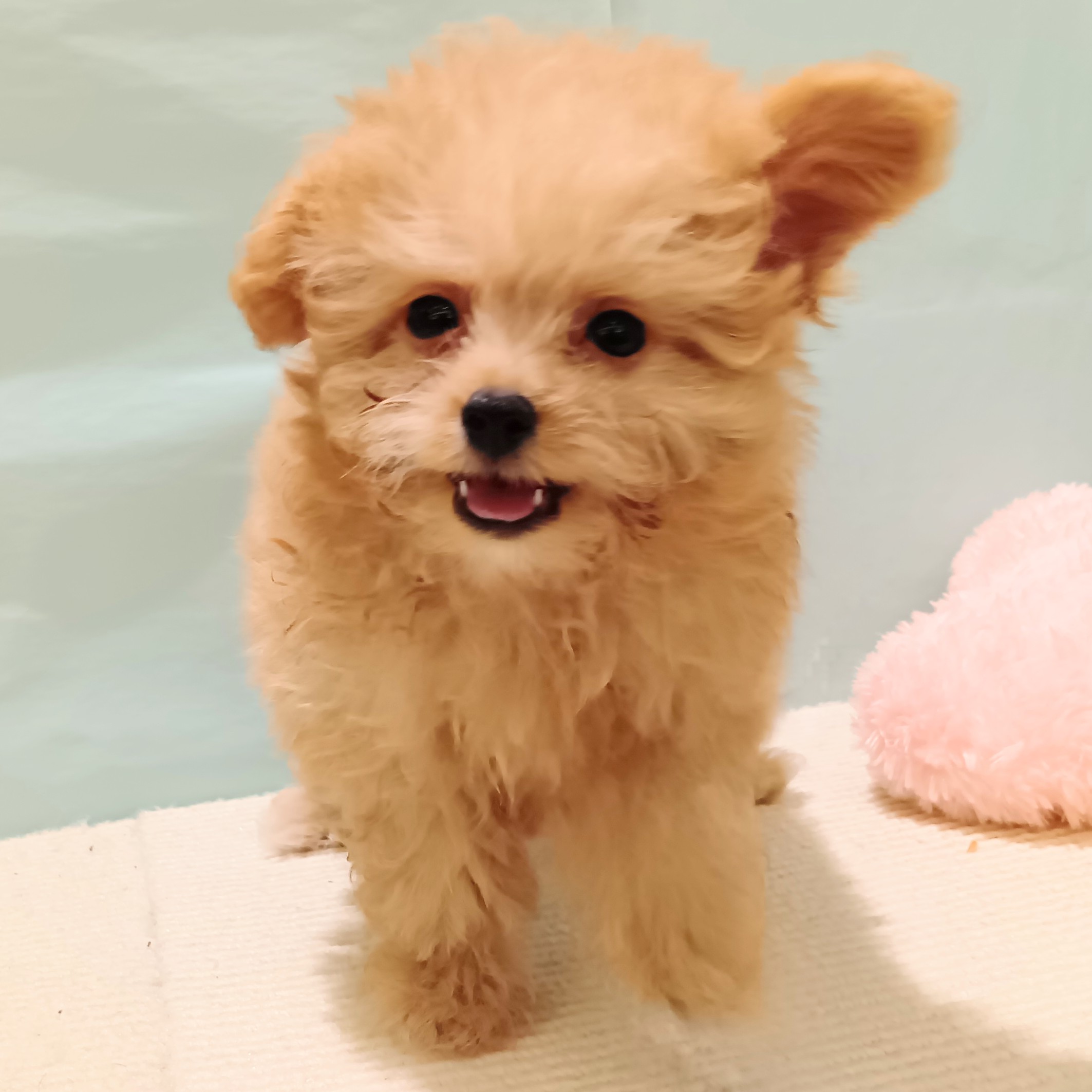 愛知県のポメプー(ポメラニアン×プードル) (犬の家＆猫の里春日井本店/2025年5月28日生まれ/男の子/アプリコット)の子犬の4枚目の画像