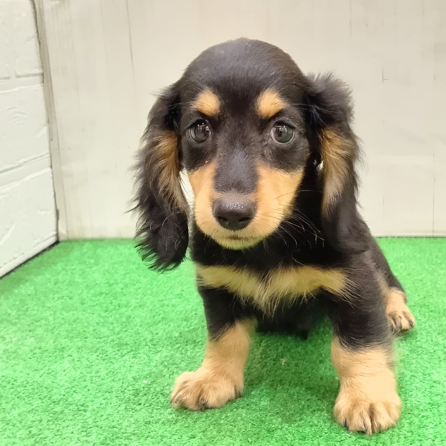 愛知県のミニチュアダックスフンド(ロング) (犬の家＆猫の里豊田店/2025年6月4日生まれ/男の子/ブラックイエロー)の子犬の4枚目の画像