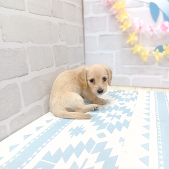 静岡県のミニチュアダックスフンド(ロング) (犬の家＆猫の里プレ葉ウォーク浜北店/2025年6月16日生まれ/女の子/イエロー)の子犬の4枚目の画像
